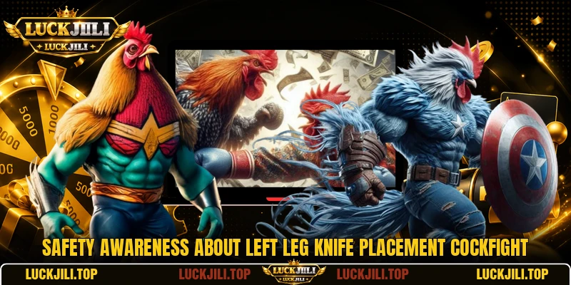 Safety awareness about left leg knife placement cockfight Safety awareness about left leg knife placement cockfight